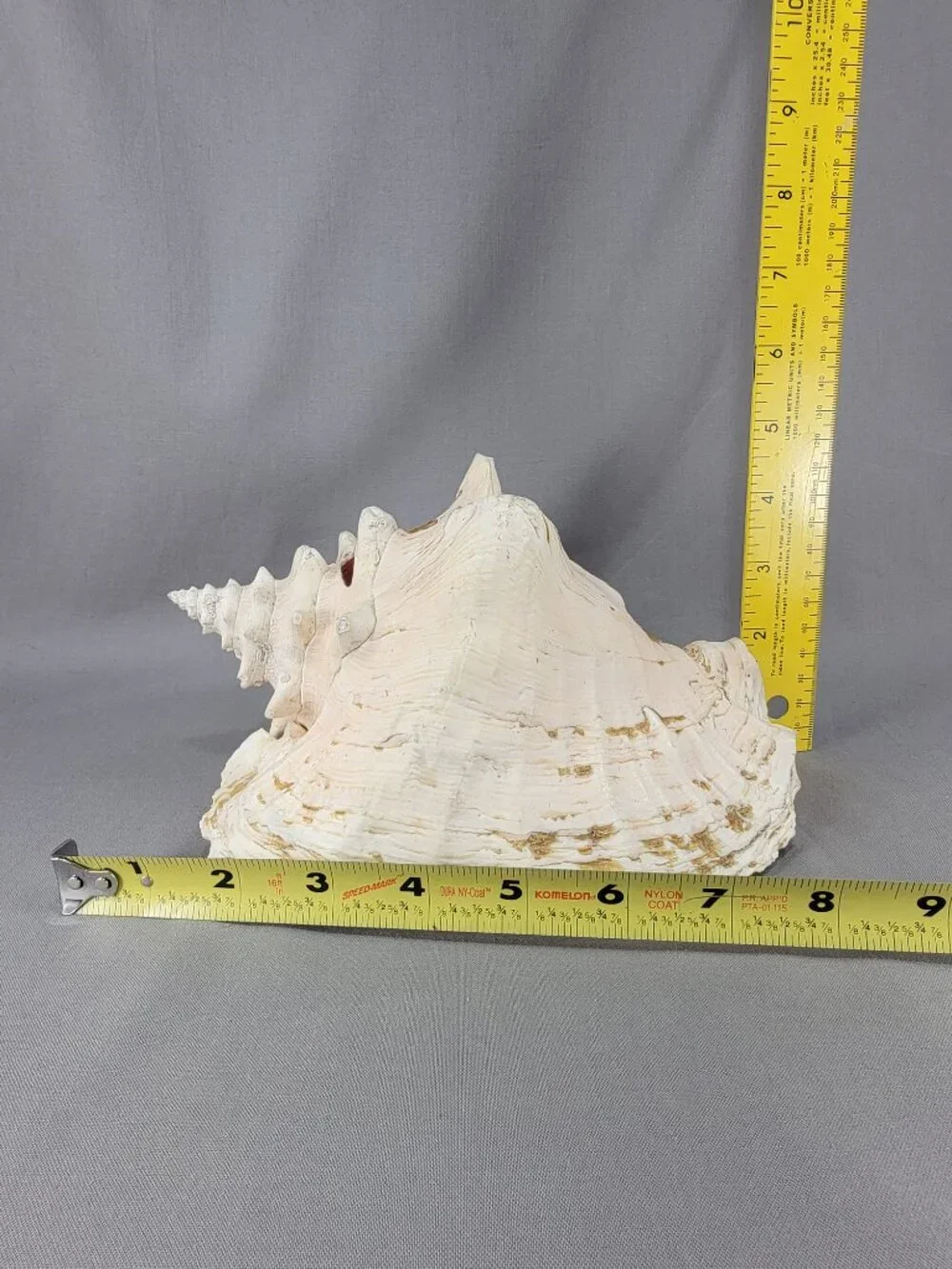 Vtg Natural Conch Seashell Shell Beach Nautical Home Decor Weathered Etched
